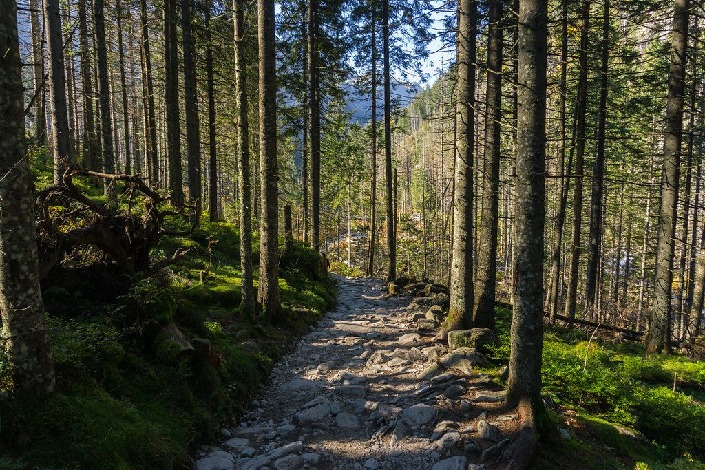 forest
